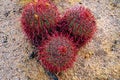 Closeup of a barrel cactus with red spikes at the McDowell Sonoran Preserve in Arizona Royalty Free Stock Photo
