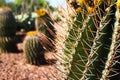 Closeup of a barrel cactus under the sunlight in Phoenix, Arizona