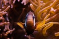 Closeup of a Barrier Reef anemonefish (Amphiprion akindynos) swimming in coral reef Royalty Free Stock Photo