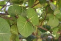 Closeup of the Barrington Asiatica fruit or Mammea Asiatica fruit