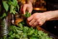 closeup of bartenders hands muddling fresh mint leaves Royalty Free Stock Photo