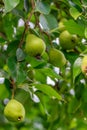 Closeup of Bartlett Pears on the Tree