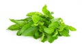Closeup basil leaf in pot, herb and health care concept, selective focus Royalty Free Stock Photo