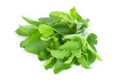 Closeup basil leaf in pot, herb and health care concept, selective focus Royalty Free Stock Photo