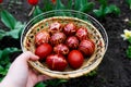 Closeup of basket of colored red eggs, Easter holiday concept. Female hand holding modern painted easter eggs. Nature Royalty Free Stock Photo