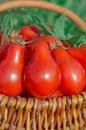 Fresh ripe red pear tomatoes in a basket on the garden Royalty Free Stock Photo