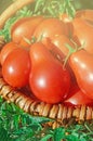 Fresh ripe red Red pear tomatoes in a basket on the garden Royalty Free Stock Photo