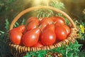 Fresh ripe red Red pear tomatoes in a basket on the garden Royalty Free Stock Photo