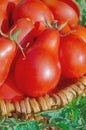 Fresh ripe red Red pear tomatoes in a basket on the garden Royalty Free Stock Photo