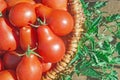 Fresh ripe red Red pear tomatoes in a basket on the garden Royalty Free Stock Photo