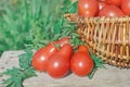 Fresh ripe red tomatoes in a basket on the garden Royalty Free Stock Photo
