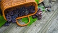 Closeup basket with grapes beside secateurs on vintage rustic wooden table. Wine making