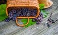 Closeup basket with grapes beside secateurs on vintage rustic wooden table. Wine making