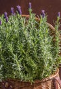 Closeup of a basket of lavender flowers in sunlight Royalty Free Stock Photo