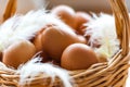 Closeup of a basket with organic, chicken eggs and feathers. Defo