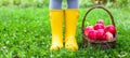 Closeup of basket with red apples and rubber boots Royalty Free Stock Photo