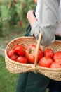 Closeup of basket of red tomatoes Royalty Free Stock Photo