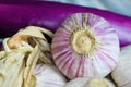 Closeup of basket with white pink whole solo garlic bulbs, blurred purple aubergine background