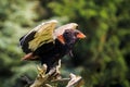 Closeup of a bateleur Terathopius ecaudatus eagle, bird of prey, perched on a branch with open wings Royalty Free Stock Photo