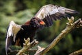 Closeup of a bateleur Terathopius ecaudatus eagle, bird of prey, perched on a branch with open wings Royalty Free Stock Photo