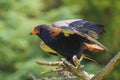 Closeup of a bateleur Terathopius ecaudatus eagle, bird of prey, perched on a branch with open wings Royalty Free Stock Photo