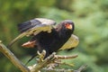 Closeup of a bateleur Terathopius ecaudatus eagle  bird of prey  perched on a branch with open wings Royalty Free Stock Photo