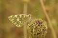Closeup on the Bath white butterfly, Pontia daplidice sitting on top of vegatation Royalty Free Stock Photo