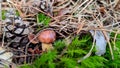 Closeup of a Bay bolete with green and yellowing grass background Royalty Free Stock Photo