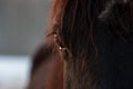 Closeup of bay horse eye Royalty Free Stock Photo