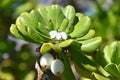 Closeup of a Beach Naupaka flower, Ka'ena Point, Oahu Hawaii