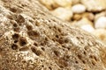 Closeup of a beach rock with different holes caused by the erosion of the Mediterranean Sea. Royalty Free Stock Photo