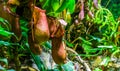 Closeup of the beakers of a tropical pitcher plant, nephenthes species, carnivorous plants, nature background Royalty Free Stock Photo