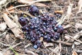 Closeup of bear scat full of blueberries Royalty Free Stock Photo