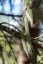 Closeup of beard moss hanging on a twig Royalty Free Stock Photo