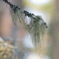 Closeup of beard moss or Usnea filipendula Royalty Free Stock Photo