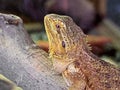 Closeup Bearded Dragon on Branch on Nature Background