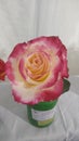 Closeup of a beatiful pink and white hybrid rose