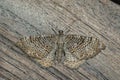 Closeup on a beatiful Scallop Shell geometer moth , Hydria undul