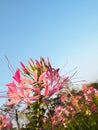 Closeup of beauitful grevillea flower