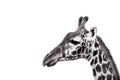 Closeup of a beautiful adult masai giraffe in the african wilderness Royalty Free Stock Photo