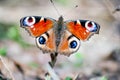 Closeup of a beautiful aglais io butterfly Royalty Free Stock Photo