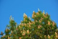 Closeup of a beautiful Allepo pine tree top against a clear blue sky in Norway. Lush green tree with buds and needlelike