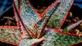 Closeup of beautiful Aloe Donnie