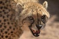 Closeup of a beautiful angry cheetah with an open mouth in the wild in Africa