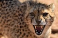 Closeup of a beautiful angry cheetah with an open mouth in the wild in Africa