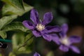 Closeup of a beautiful Asian virginsbower in a garden Royalty Free Stock Photo