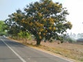 Closeup beautiful asphalt road or path in a forest of the Ghati Subramanya Temple, Near Doddaballapura Royalty Free Stock Photo