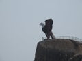 Closeup of beautiful attraction huge statue open wing Eagle or Jatayu Park at Lepakshi above the rock