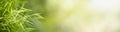 Closeup beautiful attractive nature view of green grass leaf on blurred greenery background in garden with copy space using as Royalty Free Stock Photo