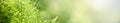 Closeup beautiful attractive nature view of green grass leaf on blurred greenery background in garden with copy space using as Royalty Free Stock Photo